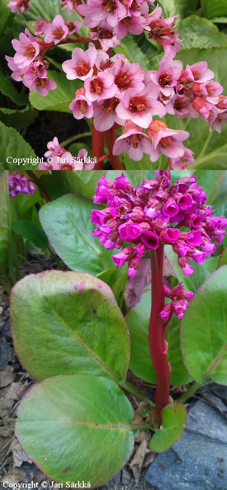 Bergenia cordifolia